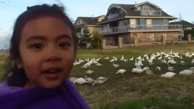 Look at All Those Chickens meme template