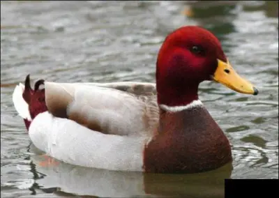Malicious Advice Mallard meme template
