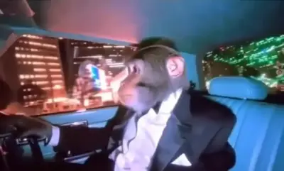 Monkey in a suit meme template
