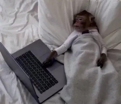 Monkey work from home meme template