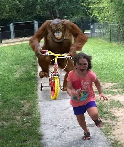 Orangutan chasing girl on bike meme template
