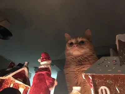 "pathetic" cat full image meme template
