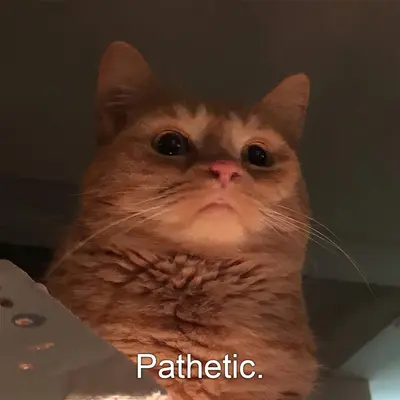 Pathetic cat meme template