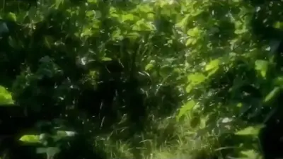 Peaceful Nature Montage meme template