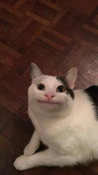 Polite cat he looks very polite template chat troll meme template