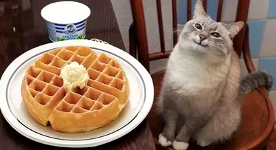 Polite cat looking at waffle meme template