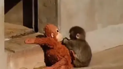 Punch The Monkey & His Plush Orangutan meme template