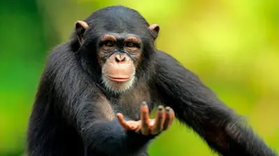 Return to monke meme template