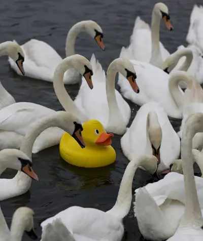 Rubber duck surrounded by swans meme template