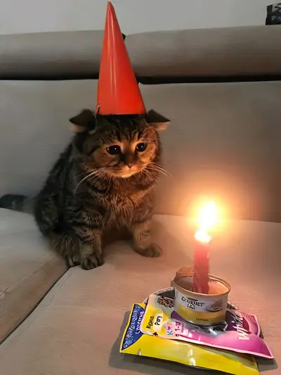 Sad birthday cat meme template