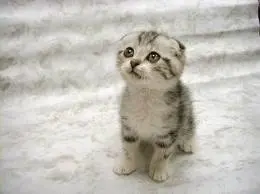Sad Cat meme template