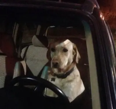 Sad dog in the car meme template