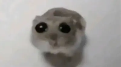 Sad Hamster meme template
