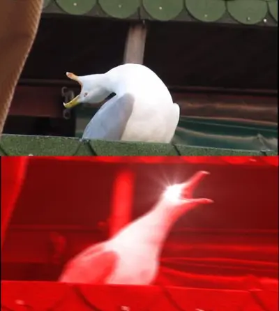 screaming seagull meme template