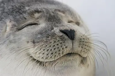 Seal of Approval meme template