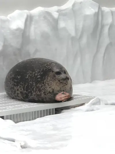 Seal waiting on platform meme template
