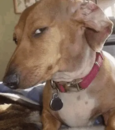 Side-eye dog meme template