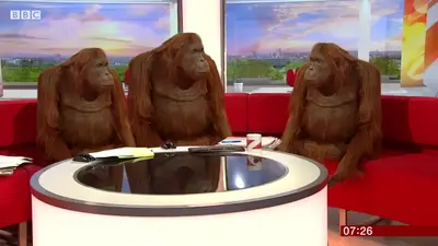 Singe monkey tv orang outan meme template
