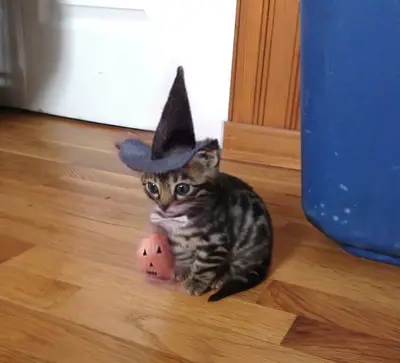 Spooky hat cat Halloween chat cat meme template