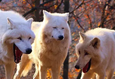Three white wolves laughing meme template