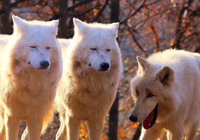Three wolves laughing meme template