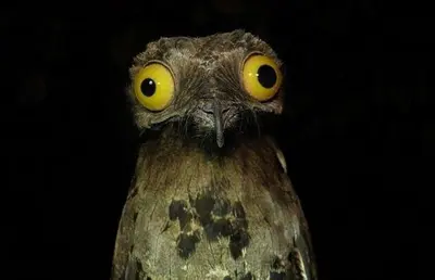 Weird Stuff I Do Potoo meme template
