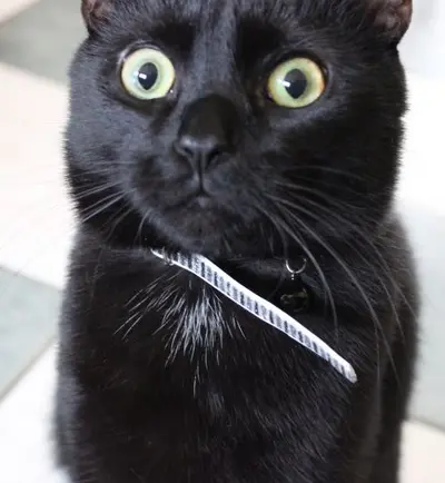 Woah Kitty meme template