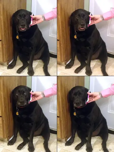 Yes this is dog meme template